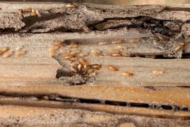 Professional Pest Control in Nassau Bay, TX
